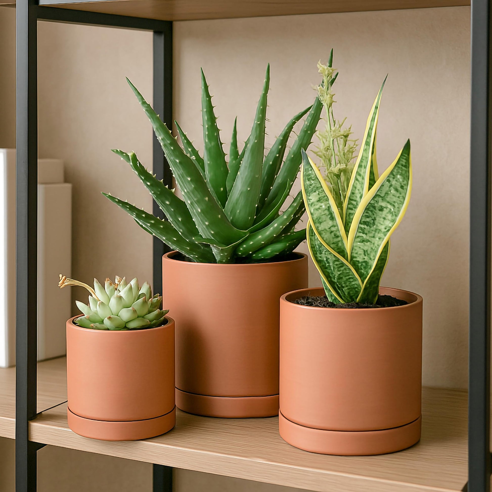 D'vine Dev 3-Pack Classic Terracotta Pots & Saucers, 4/5/6 in, 40-T-A-0