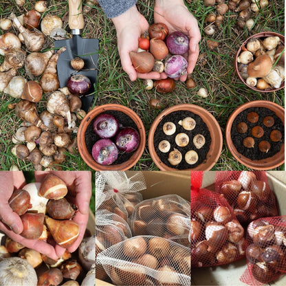 50 Mix Flowers Bulbs for Fall Planting, Perennial Flower Bulbs, Early Spring Flower to Plant Outside, 50 Days of Blooms, Colorful Blooms Groundcover Bulbs, Top Size, 5 Random Varieties