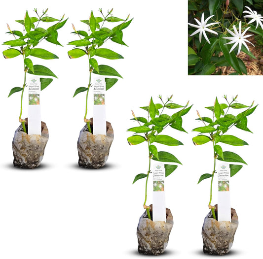 Live Angel Wing Jasmine (Jasminum Nitidum) Plants - Fragrant, White Blooming Evergreen Shrub for