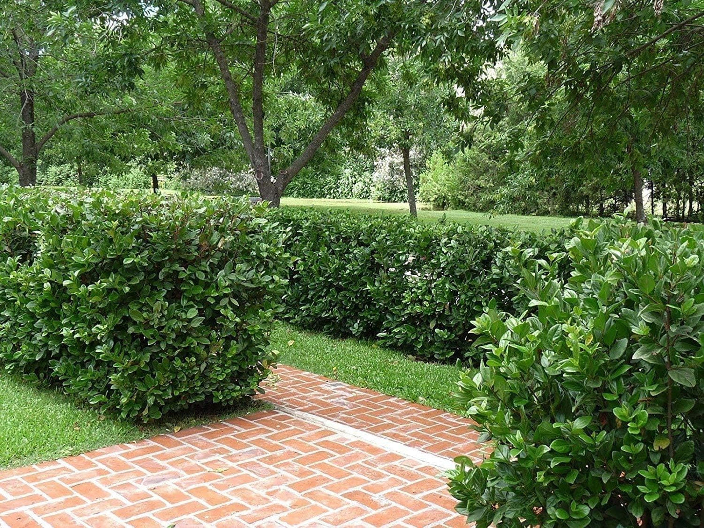 Viburnum Suspensum | 1 Large Gallon Size Plant I Sandankwa I Live Durable Evergreen Shrub with Fragrant Blooms, Ideal for Hedges, Privacy Screens, and Ornamental Landscaping