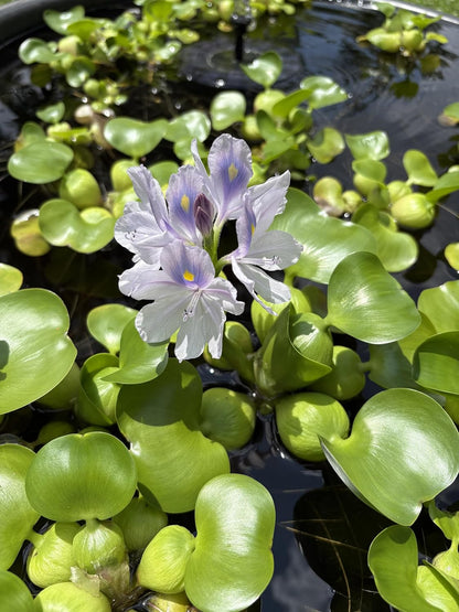 Water Hyacinth - Eichhornia crassipes - Live Plants for Pond, Floating Aquatic Garden Plants - 1 Plant
