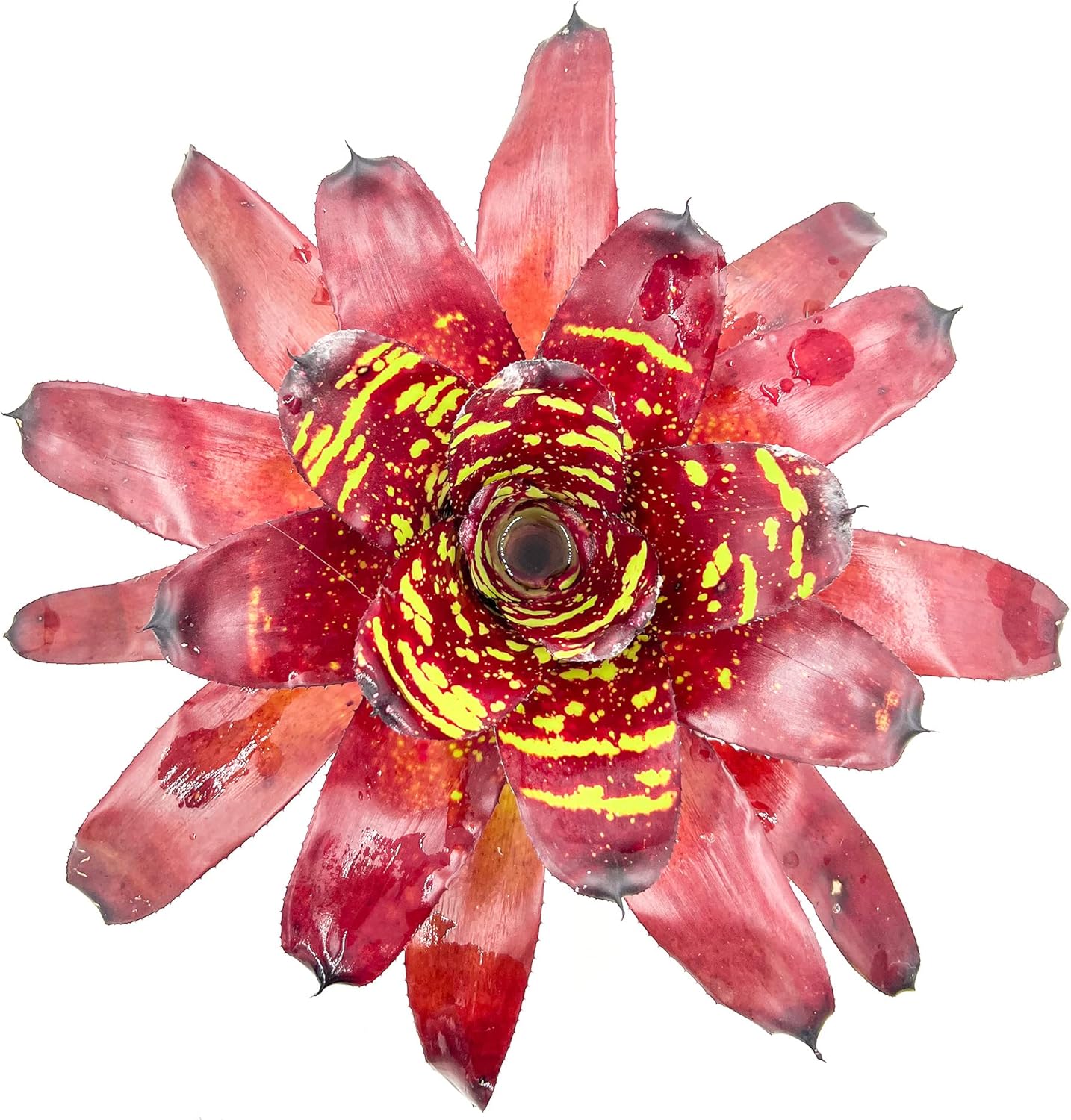 ragnaroc Live Plants - Bromeliad Neoregelia 'Green Eye', 16" Wide and 12" Tall in 6" Pot - 1ct - Live Arrival Guaranteed - House Plants for Home Decor & Gift