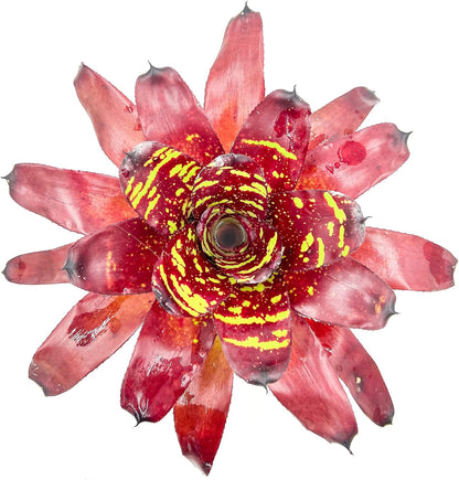 ragnaroc Live Plants - Bromeliad Neoregelia 'Green Eye', 16" Wide and 12" Tall in 6" Pot - 1ct - Live Arrival Guaranteed - House Plants for Home Decor & Gift