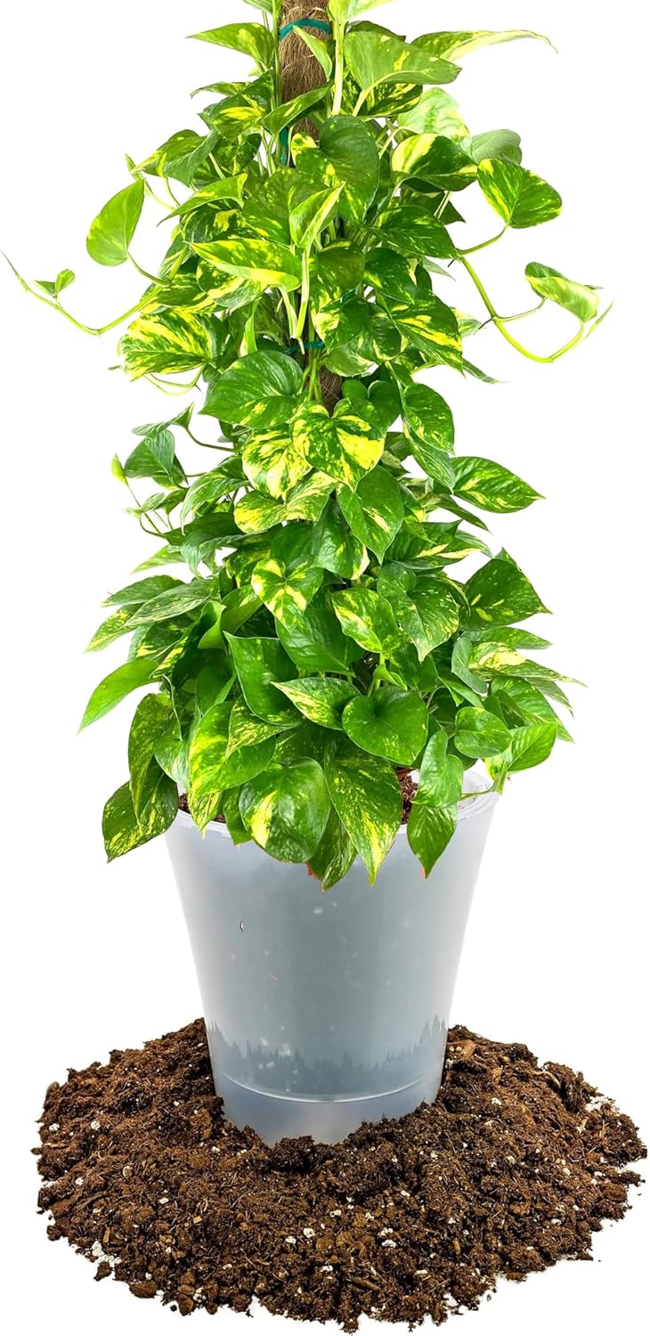 GARDENERA Premium Pothos Potting Soil Mix - Air Cleaning Plant Potting Mix, Soil Mix for Pothos, Parlor Palm, Peace Lily - (2 Quart Bag)