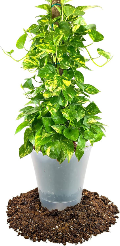 GARDENERA Premium Pothos Potting Soil Mix - Air Cleaning Plant Potting Mix, Soil Mix for Pothos, Parlor Palm, Peace Lily - (3 Quart Bag)