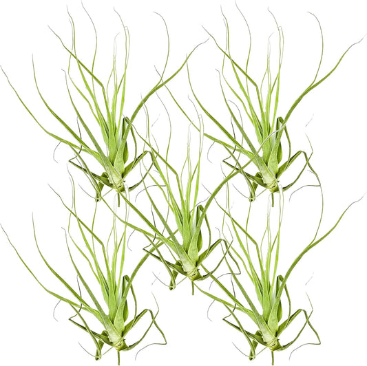 ragnaroc Air Plants - Tillandsia Straminea Jumbo 6-9" - 5ct - Live Arrival Guaranteed - House Plants for Home Decor & Gift