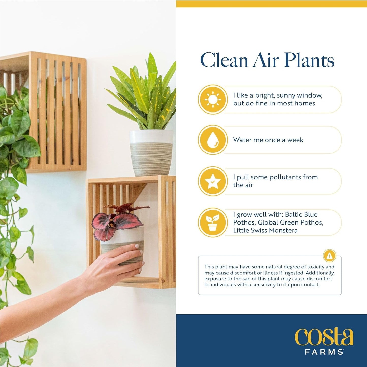 Costa Farms Live Indoor Plant Bundle in Plastic Pots, Easy to Maintain, Air Purifying Houseplants, Assorted Varieties, Room or Home Decor, House Warming Gift, 8-12 Inches Tall, Pack of 6