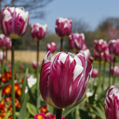 Blueberry Swirl Tulip Flowers - 20 Bulbs | Vibrant Purple & White Perennial Blooms | Dramatic Spring Tulips for Garden & Cut Flowers | Pollinator Friendly | USDA Zones 3–8