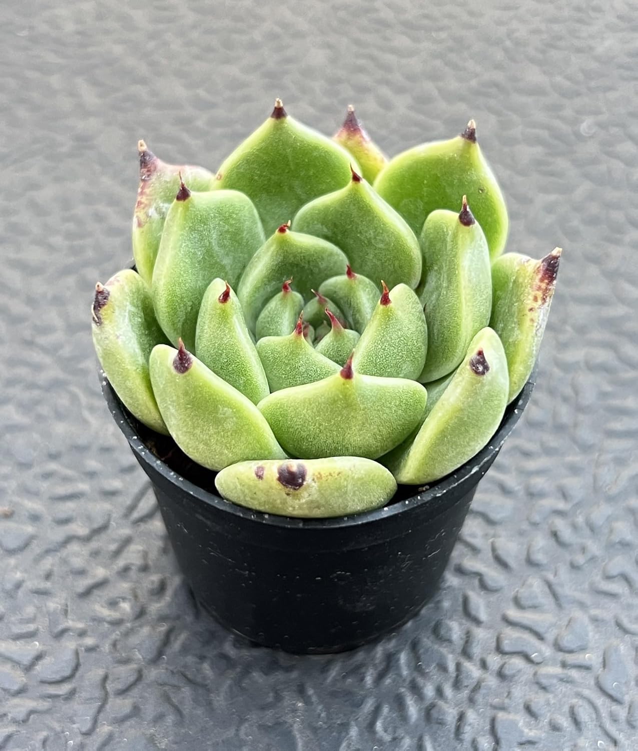 Sprout N Green Echeveria Agavoides Halloween, Rare Live Succulent Plant Fully Rooted in 2" Planter with Soil, Home Office Indoor Outdoor Wedding Decoration DIY Projects Party Favor