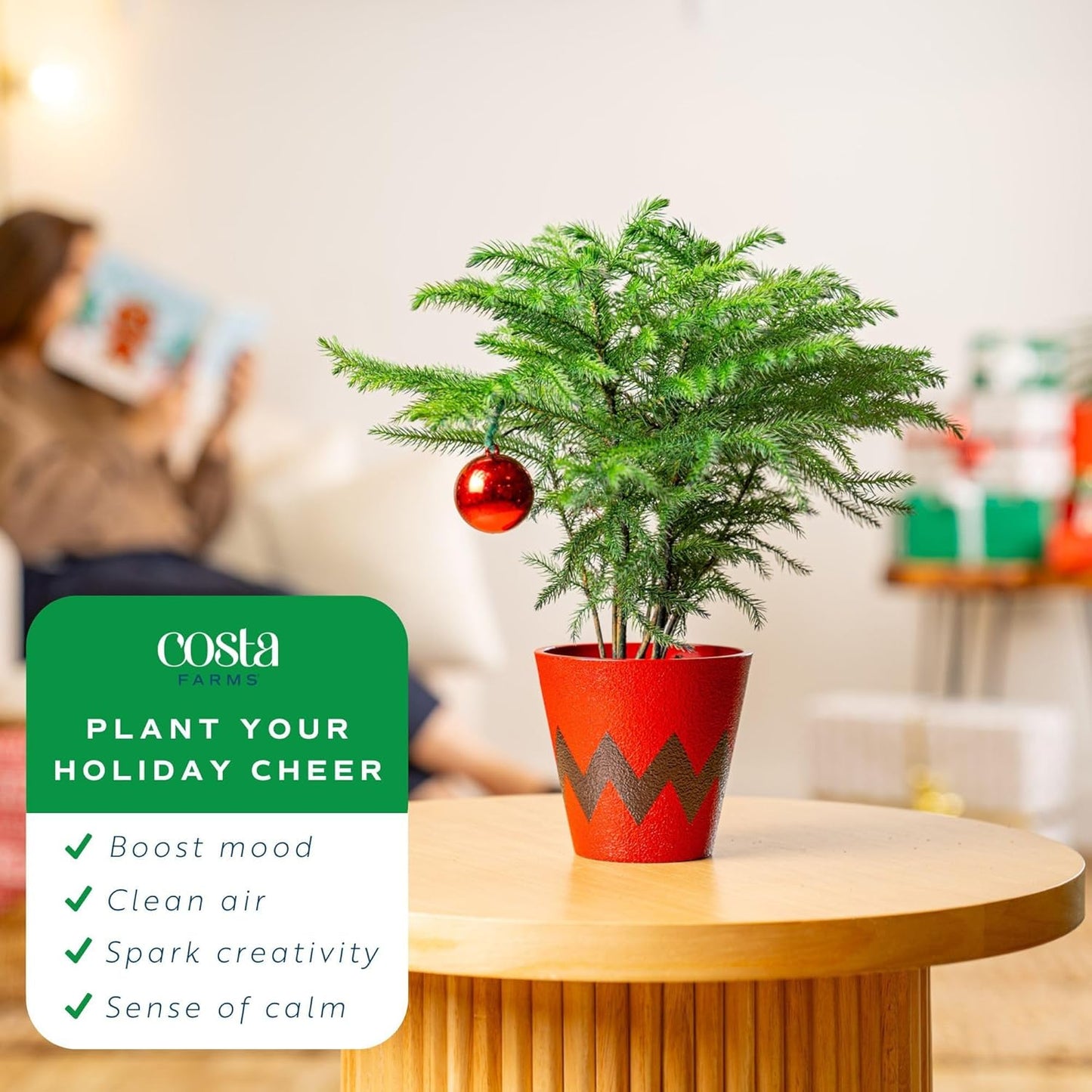 Costa Farms Live Christmas Tree, Small Norfolk Pine in Christmas Decor Plant Pot, Christmas Ornament, Holiday Gift Decoration for Room Decor, 10-12 Inches Tall