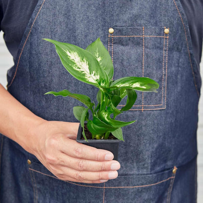 Dieffenbachia Camille Live Plant for Indoor | Different Houseplants in 3'' Pot | Real House Plant for Living Room, Office, Desk & Bathroom | Cane | Camille