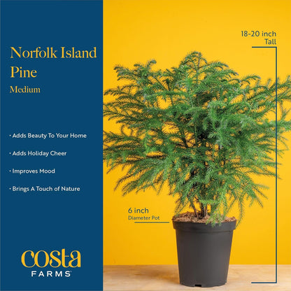 Costa Farms Norfolk Island Pine, Live Christmas Tree Plant in Holiday Gift Wrap Pot, Includes Ornaments and Topper, Indoor Houseplant, Room, or Office Decor, Great House Warming, 16-22 Inches Tall