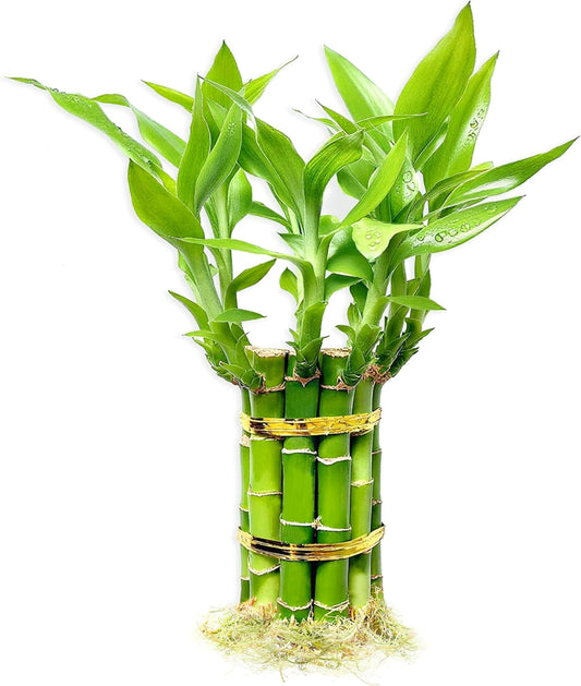Lucky Bamboo Plants Live Indoor (10 Stalks, 4 Inch) - Fresh House Plants for Office Desk, Home