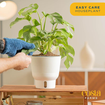 Costa Farms Mini Monstera Live Plant in Self Watering Pot, Indoor Houseplant, Perfect for Home, Room, or Office Decor, Great House Warming or Birthday Gift, 12-18 Inches Tall
