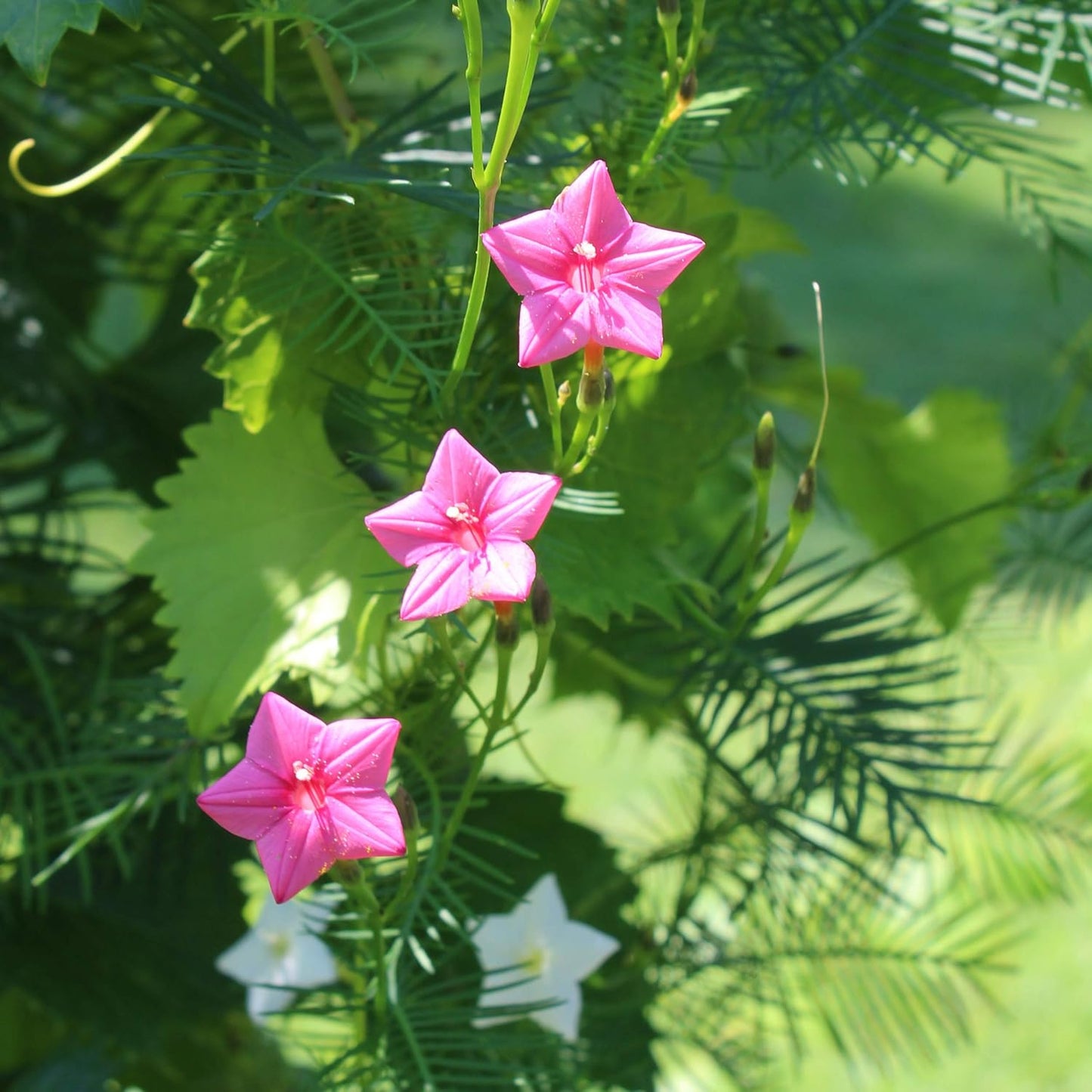 Outsidepride Rose Cypress Vine Seeds - 100 Pcs Annual Flower Seeds with Nectar-Rich, Star-Shaped Flowers & Feathery, Fern-Like Leaves for Fences, Trellises, Pergolas & Vertical Gardens