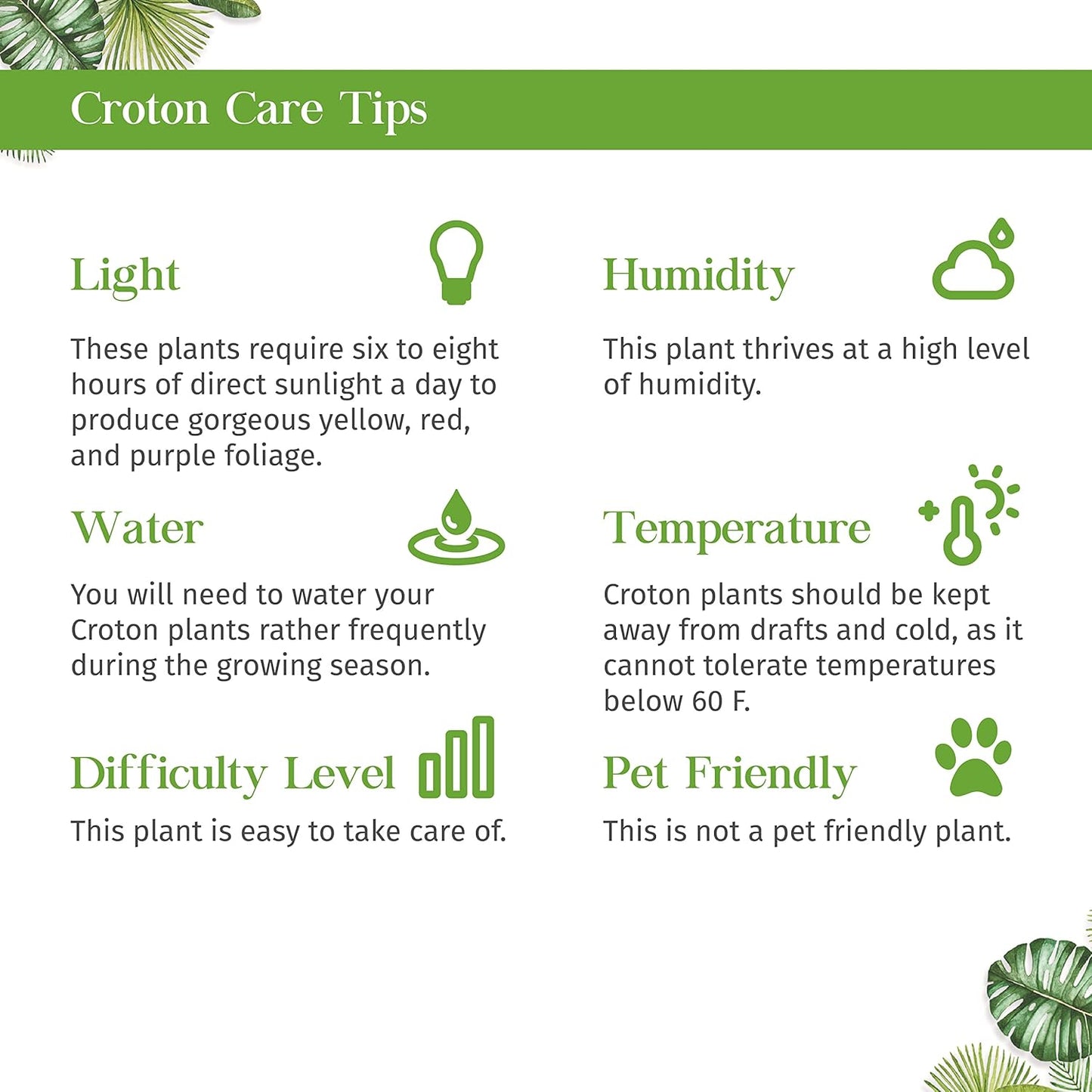 Croton Mammy Live Plant for Indoor | Different Houseplants in 3'' Pot | Real House Plant for Living Room, Office, Desk & Bathroom | Codiaeum | Mammy