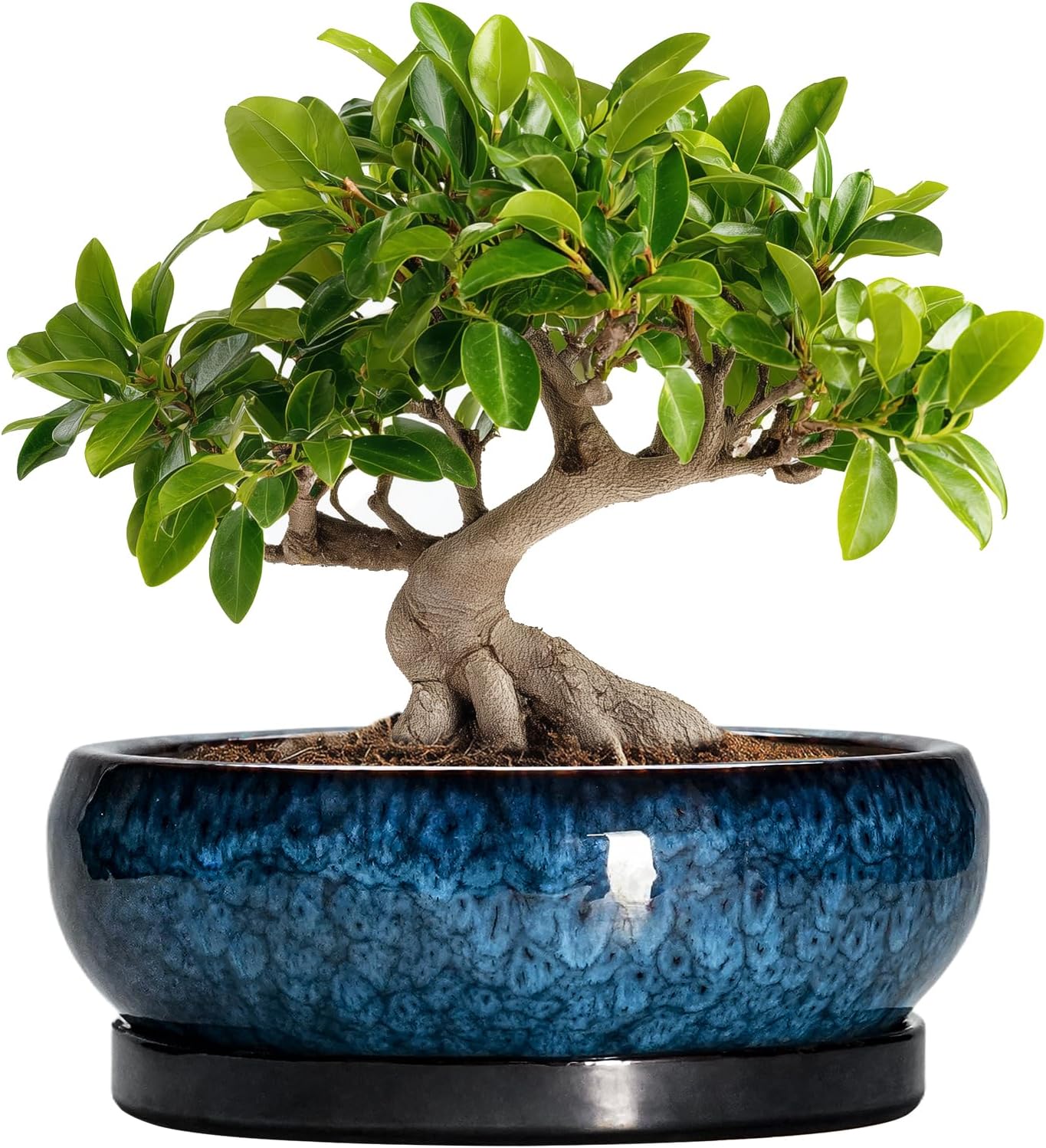Bonsai Tree Pots 10 Inch - Ceramic Succulent Pot with Drainage Hole and Saucer, Bonsai Pots for Indoor Outdoor, Round Succulent Planter, Shallow Planter, Desk Decor, Plant Lover Gifts, Blue
