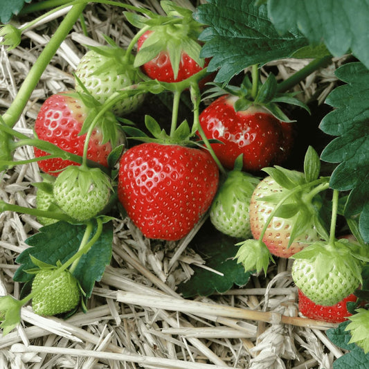 June Bearing Strawberry Plants - Bountiful Harvest of Strawberries in Spring to Summer! Bare Root June Bearing Strawberry Plants from Hand Picked Nursery (10)