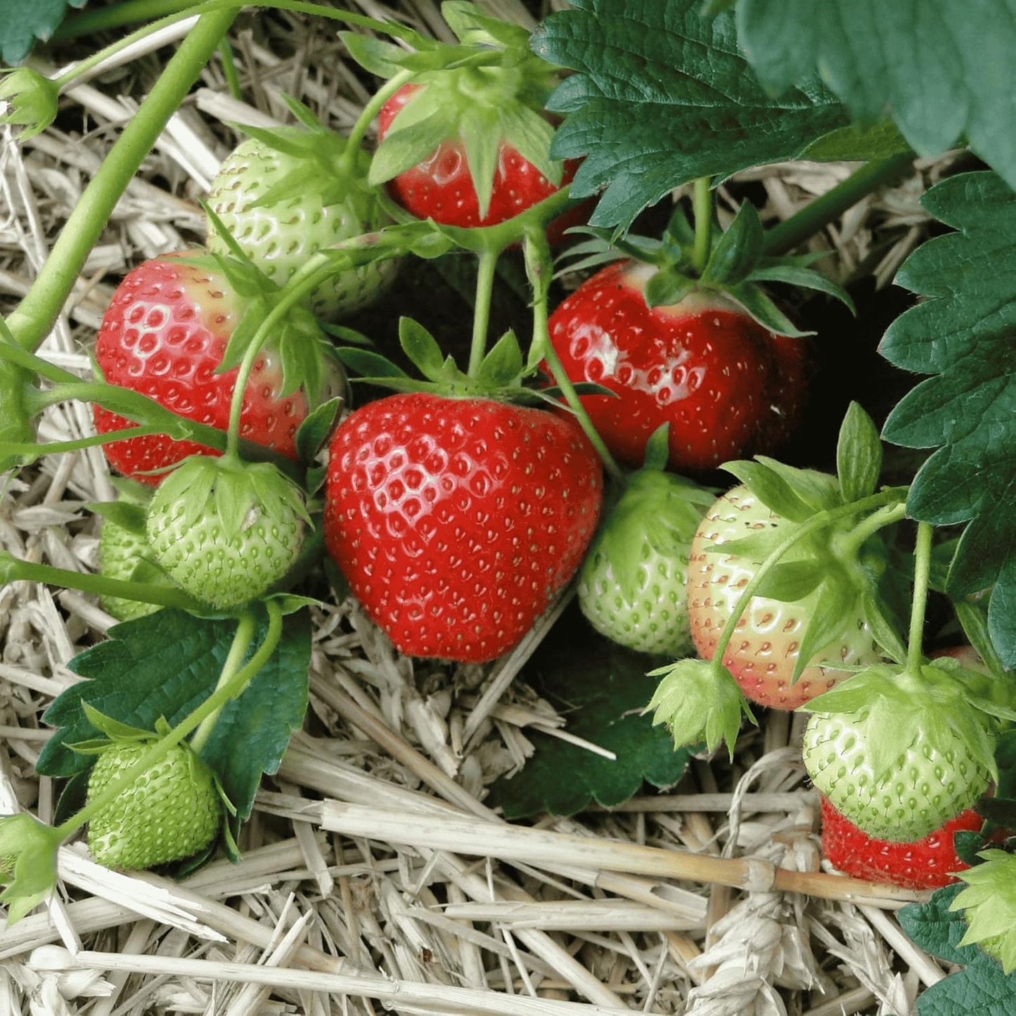 June Bearing Strawberry Plants - Bountiful Harvest of Strawberries in Spring to Summer! Bare Root June Bearing Strawberry Plants from Hand Picked Nursery (15)