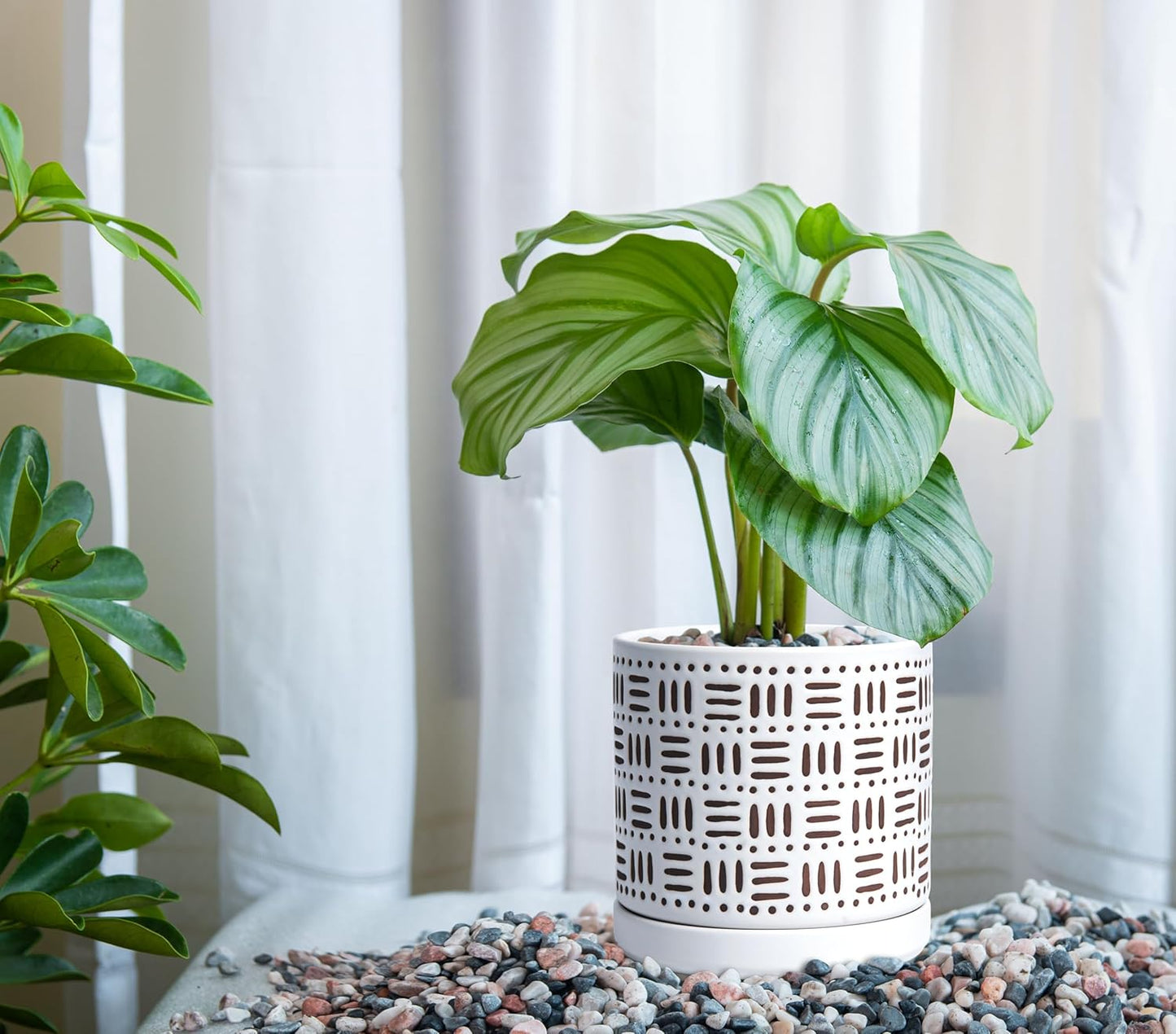 D'vine Dev Set of 2 Ceramic Planter Pots with Drainage Hole and Saucer, 6 Inch Plant Pots for Plants Indoor Houseplants, White, 99-Z-F-1-Y