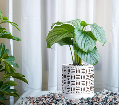 D'vine Dev Set of 2 Ceramic Planter Pots with Drainage Hole and Saucer, 6 Inch Plant Pots for Plants Indoor Houseplants, White, 99-Z-F-1-Y