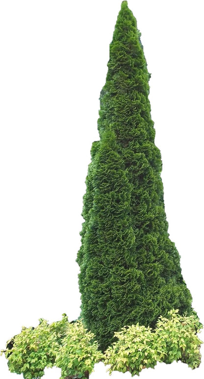 Emerald Arborvitae - Live Plants Shipped 1 to 2 Feet Tall by DAS Farms (No California)