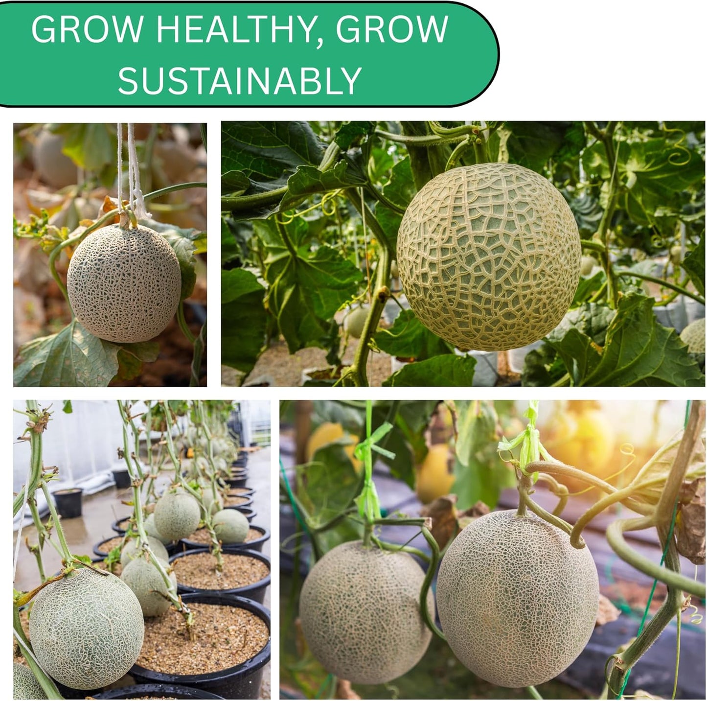 Woods Creek Seeds: Hales Best Jumbo Cantaloupe Melon Seeds for Planting - Over 130 Heirloom Non-GMO Cantaloupe Seed for Planting - Beginner Friendly Fruit Seeds for Home Gardening