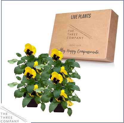 Live Healthy Flowering Pansies - Yellow Blotch (4 Plants Per Pack), Beautiful Fall Color, 6" Tall by 4" Wide in 1 Pint Square Pot