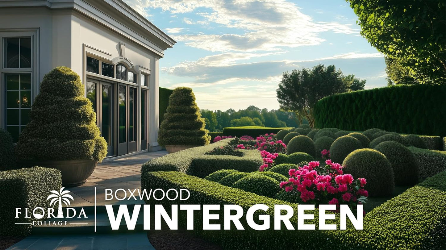 Wintergreen Boxwood | 1 Extra Large 3 Gallon Plant | Buxus Microphylla | Evergreen Shrub, Dense Foliage, Formal Garden, Low Maintenance, Privacy Hedge, Year-Round Interest, Landscaping Shrub