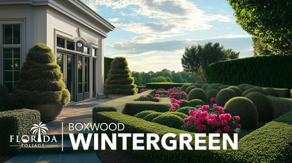 Wintergreen Boxwood | 1 Quart Size Plant | Buxus Microphylla | Evergreen Shrub, Dense Foliage, Formal Garden, Low Maintenance, Privacy Hedge, Year-Round Interest, Landscaping Shrub