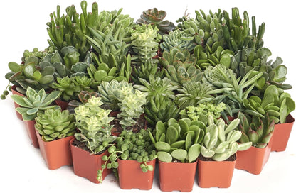 Shop Succulents Verde Succulent Plant Pack Bulk Collection - Live Mini Succulent Plants, Low Maintenance, Mix of Green Succulents & Textures - Wedding and Party Favors, Gift & Garden, Pack of 256