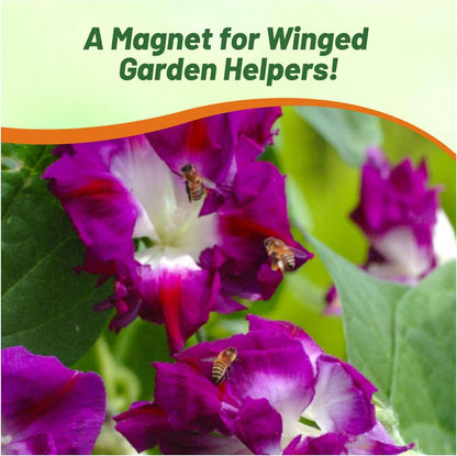 Outsidepride Sunrise Serenade Morning Glory Seeds - 50 Pcs. Annual, Climbing & Vining Flower Seeds for Planting Cerise & Purple Blooms, Ideal for Gardens, Trellises & Vertical Landscapes