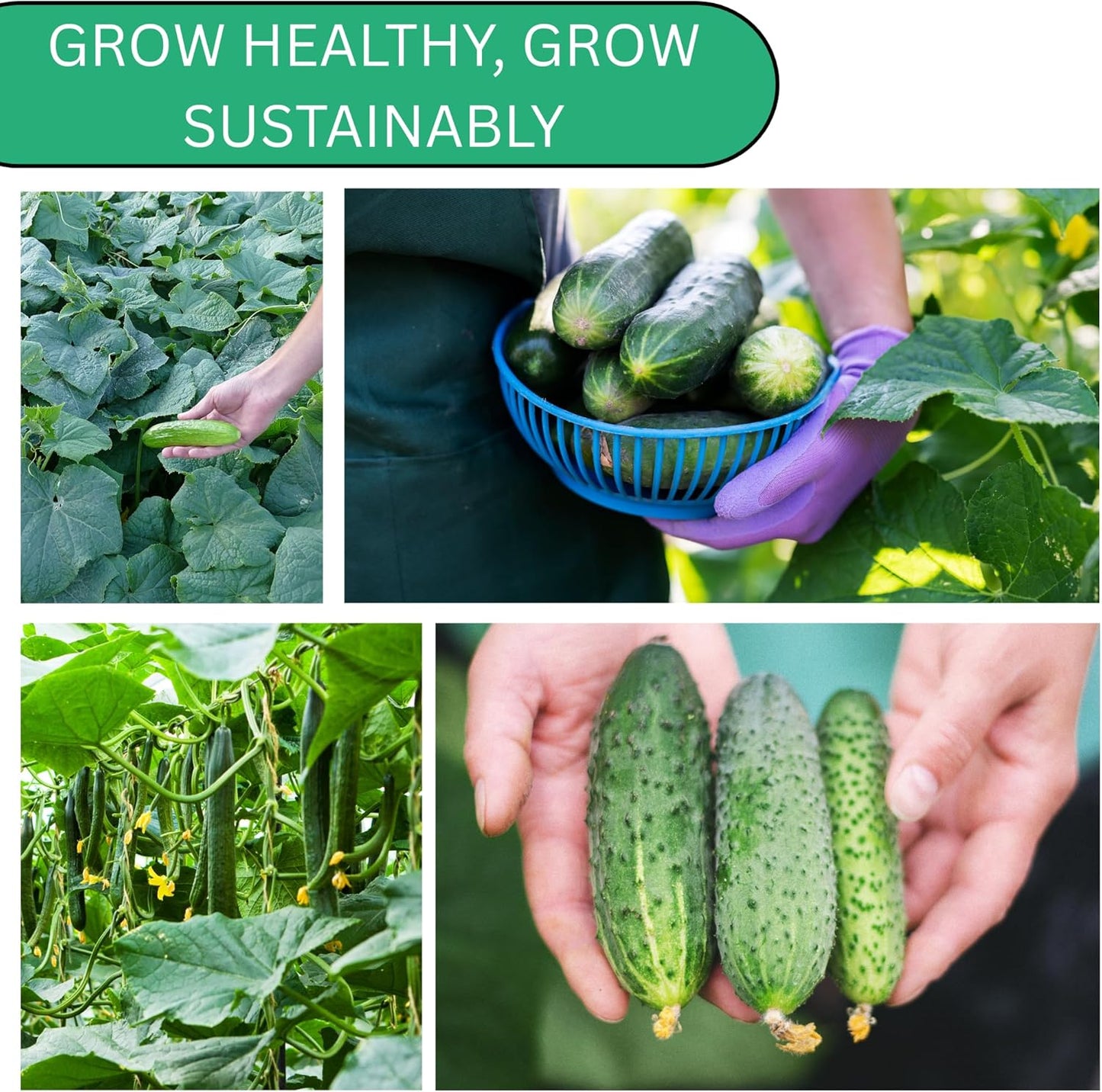 Woods Creek Seeds: Beit Alpha Cucumber Seed CMR/MMR for Planting - Over 90 Heirloom Seed Pack - Non-GMO Pickling Cucumber Seeds for Planting Indoors or Outdoors