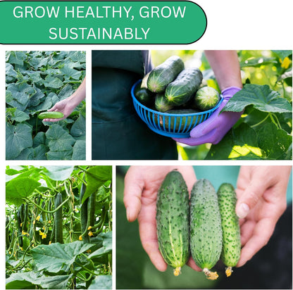 Woods Creek Seeds: Beit Alpha Cucumber Seed CMR/MMR for Planting - Over 90 Heirloom Seed Pack - Non-GMO Pickling Cucumber Seeds for Planting Indoors or Outdoors