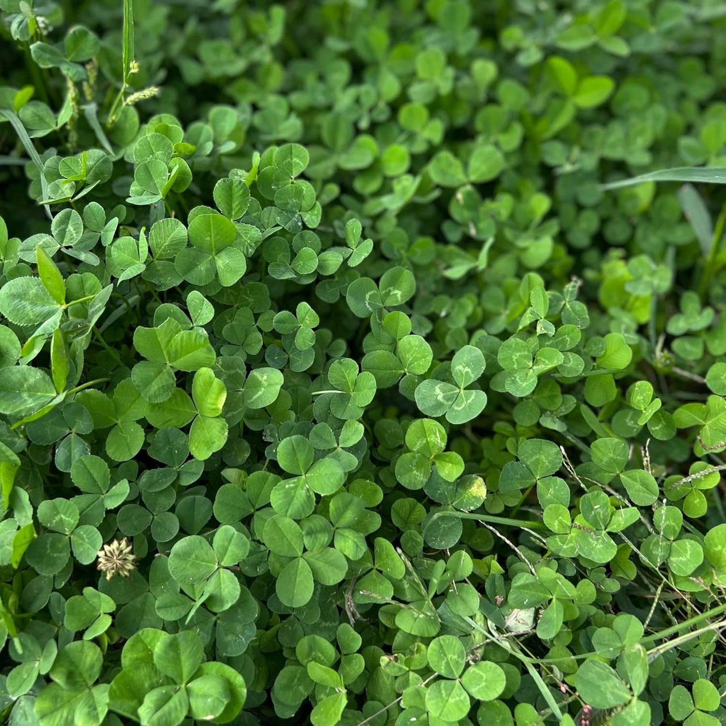 Micro Clover Seed for Lawn - 1 Lb - ~400,000 Microclover Seeds for Planting - Drought-Tolerant Mini Grass Alternative by Mountain Valley Seed Company