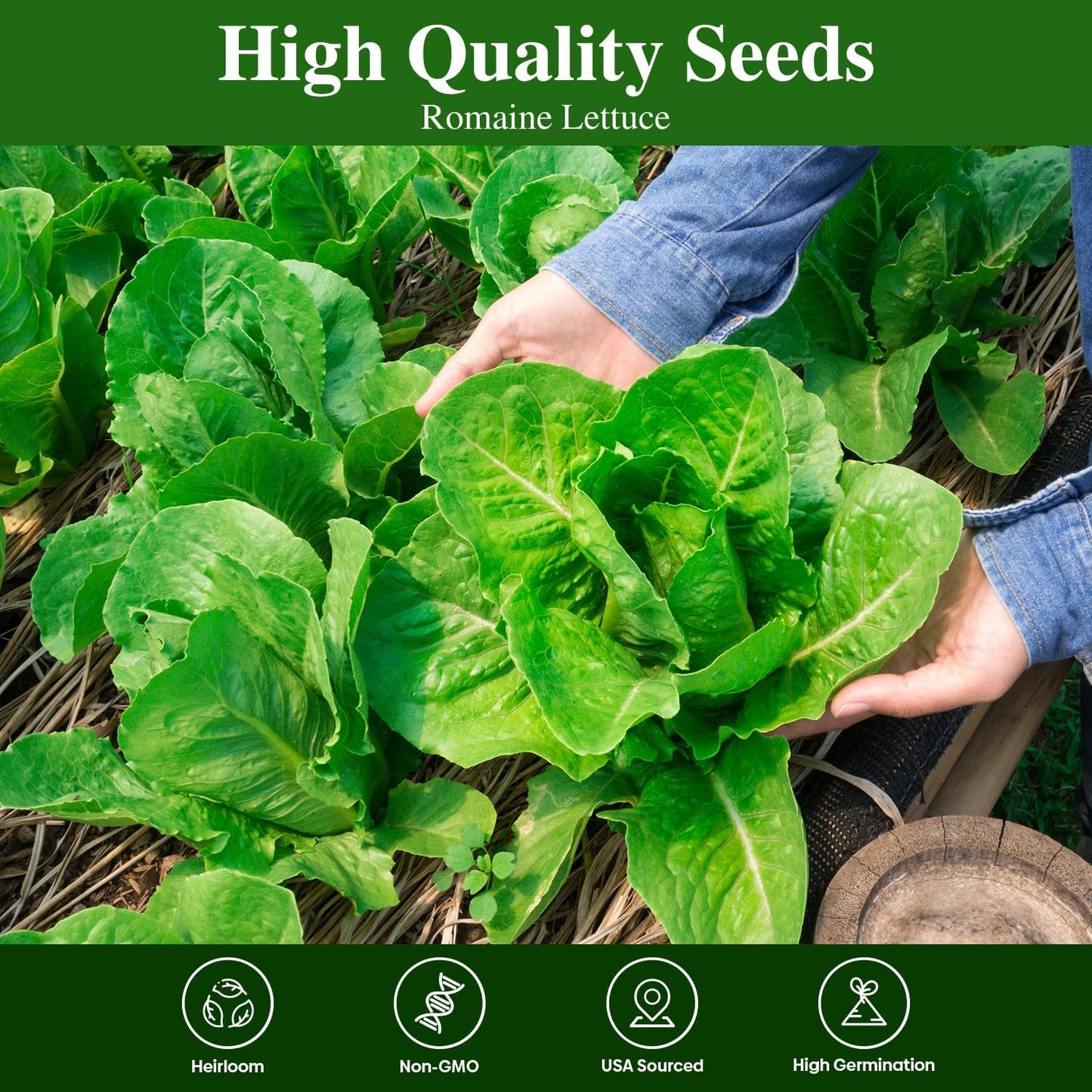 Romaine Lettuce Seeds, High Germination Non-GMO USA Grown Premium Vegetable Seeds for Planting, 9 Grams Seeds Great for Indoor Outdoor Garden