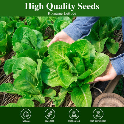 Romaine Lettuce Seeds, High Germination Non-GMO USA Grown Premium Vegetable Seeds for Planting, 9 Grams Seeds Great for Indoor Outdoor Garden