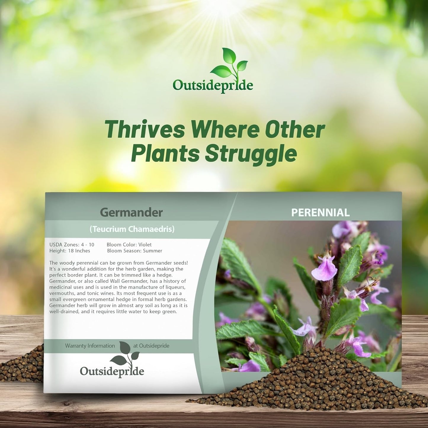 Outsidepride Germander Herb Seeds - 1000 Pcs Perennial, 18-Inch Tall, Violet Blooms, Evergreen Ornamental Hedge for Herb Gardens, Attracts Bees & Butterflies, Minimal Watering Needs