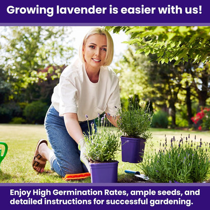 NatureZ Edge 3000 English Lavender Seeds for Planting Outdoors or Indoors, 90% Germination, to Give You The Lavender Plant You Need, Non-GMO, Heirloom Herb Seeds (2 Pack)