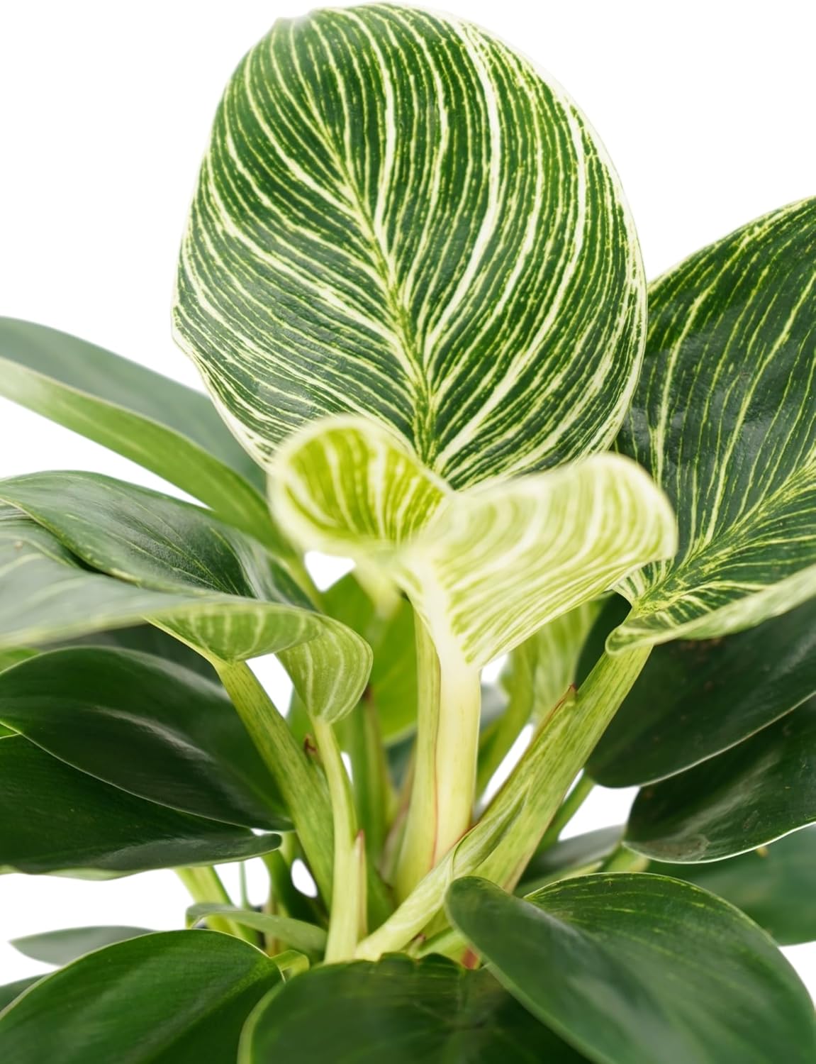 Philodendron Birken Live Plant | Indoor House Plant for Home Decor, Room Decor, Office Decor | Air Purifying Philodendron Houseplant | Elegant Plants Live Houseplants