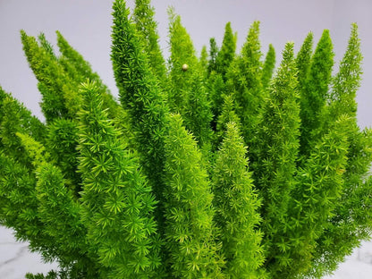Foxtail Fern Plant - Live Asparagus Fern - 3 Gallon Pot - Overall Height 20" to 24" - Tropical Plants of Florida (Plant Only)