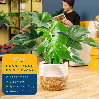 Costa Farms Monstera Swiss Cheese Plant, Live Indoor Plant, Easy to Grow Split Leaf Houseplant in Indoors Nursery Plant Pot, Housewarming, Decoration for Home, Office, and Room Decor, 2-3 Feet Tall