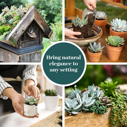 Shop Succulents Blue & Green Succulent Plant Pack Bulk Collection - Live Mini Succulent Plants, Low Maintenance, Mixture of Textures - Wedding and Party Favors, Gift & Garden, Pack of 20
