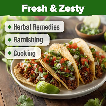 HOME GROWN 𝗨𝗦𝗔 𝗣𝗥𝗘𝗠𝗜𝗨𝗠 500+ Cilantro Seeds for Planting Indoors or Outdoors - Heirloom 𝗡𝗢𝗡-𝗚𝗠𝗢 Coriander Seeds, Grow Your Own Cilantro Plant - Culinary Herb Seeds for Your Herb Garden