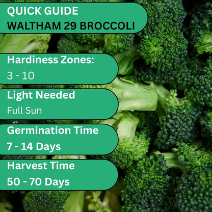 Woods Creek Seeds: Waltham 29 Broccoli Seeds for Planting - Over 1,400 Heirloom Broccoli Seed for Sprouting - Non-GMO Vegetable Plants Indoor or Outdoor Gardens & Hydroponics Sprouts Gardening
