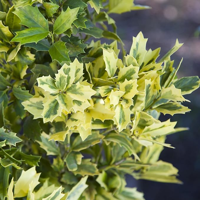 3 Gallon Southern Living Plant Collection Holly Golden Oakland Shrub