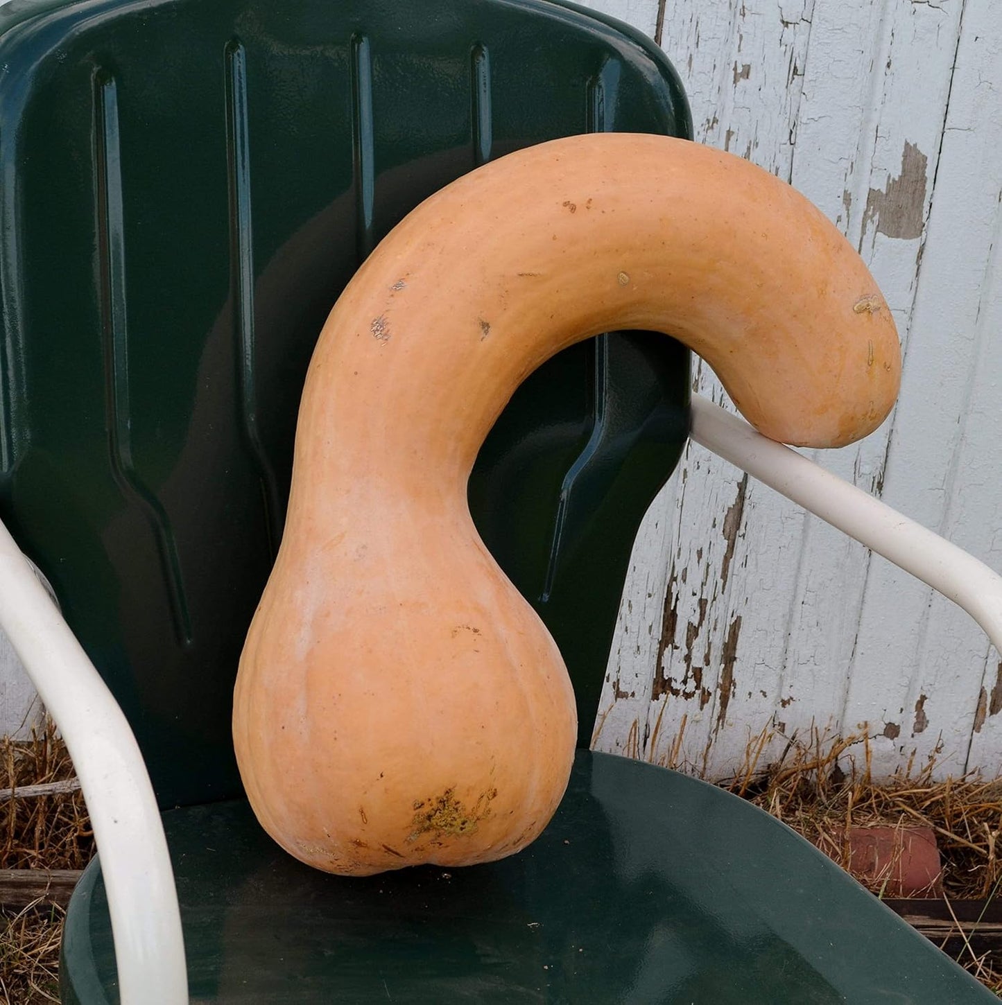 Pennsylvania Dutch Crookneck Squash - 25 Seeds - Heirloom Butternut Squash Variety, Non-GMO Winter Squash Seeds for Planting in The Home Garden, Thresh Seed Company