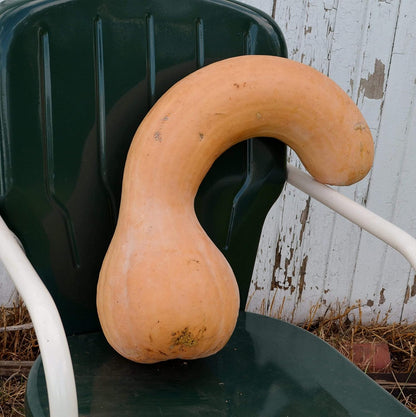 Pennsylvania Dutch Crookneck Squash - 25 Seeds - Heirloom Butternut Squash Variety, Non-GMO Winter Squash Seeds for Planting in The Home Garden, Thresh Seed Company