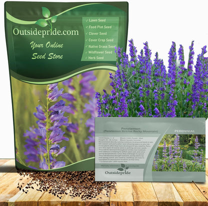 Outsidepride Penstemon Seeds - 1/4 Lb. Perennial, Drought-Tolerant & Pollinator Friendly, Strictus Rocky Mountain Wildflower Seeds for Planting with Vibrant Blue-Violet Blooms, Ideal for Xeriscaping