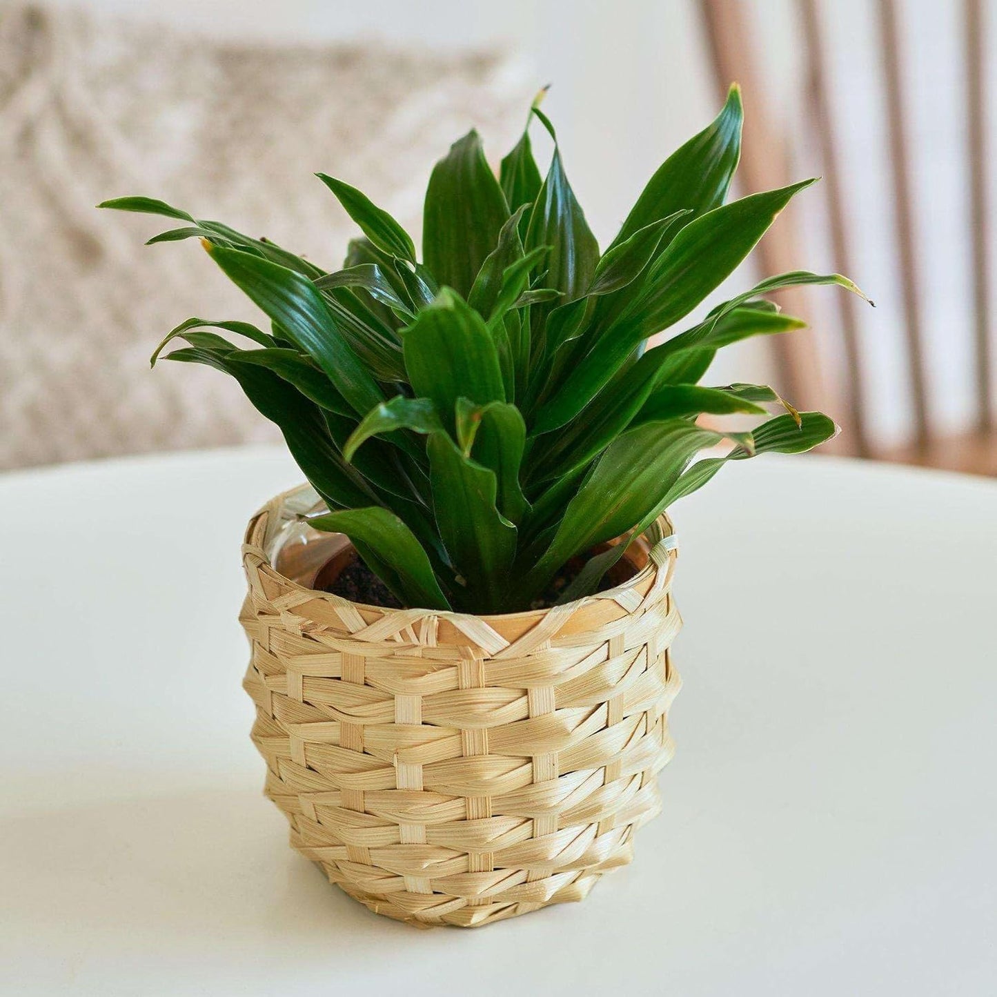 Dracaena Janet Craig Live Plant for Indoor | Different Houseplants in 3'' Pot | Real House Plant for Living Room, Office, Desk & Bathroom | Dragon Tree | Dracaena Janet Craig